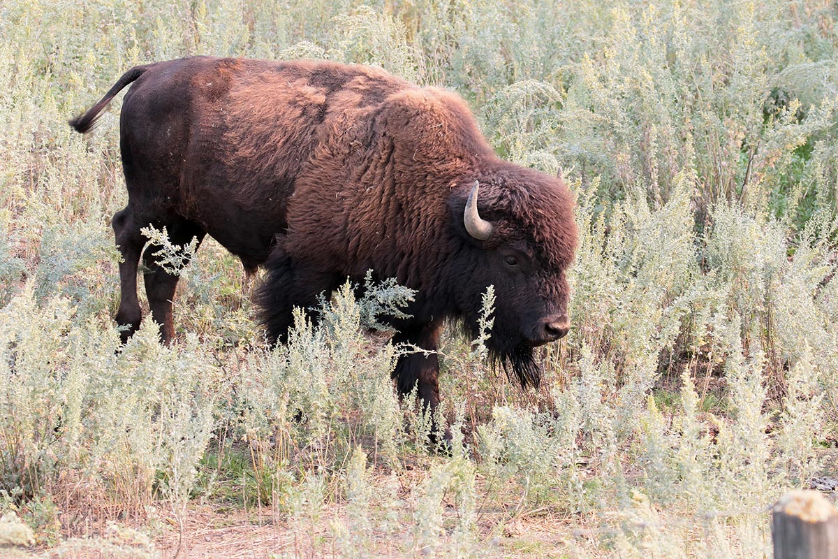 Bison - Bizon